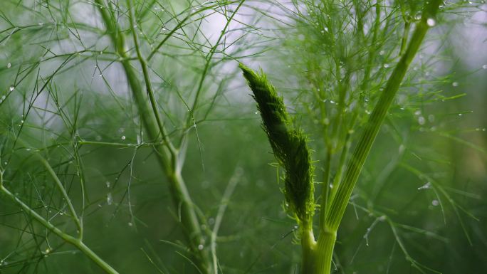 雨滴露水水滴滴落在绿色植物叶子茴香香料