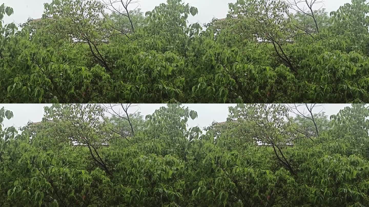 下雨天的树叶滴答滴答