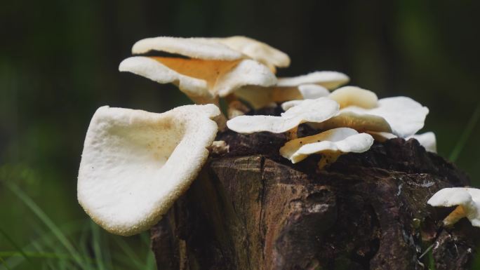 枯树桩上长出野生白蘑菇