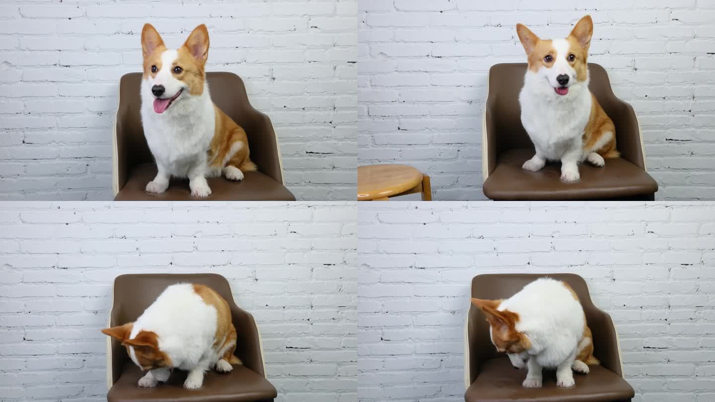 宠物柯基狗坐着椅子上独自展示微笑宠物写真