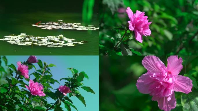 4K-实拍莲花 木槿花 植物