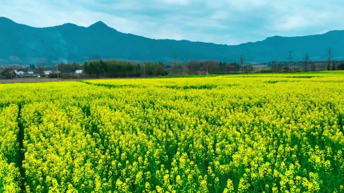 航拍安徽黟县油菜花田4K