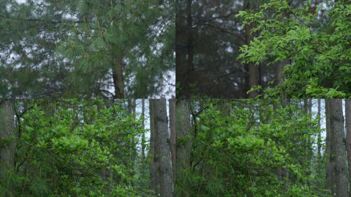 树林雨中空镜