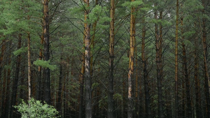 雨天长焦下的松树林