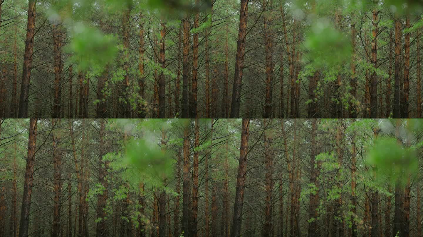雨天长焦下的松树林