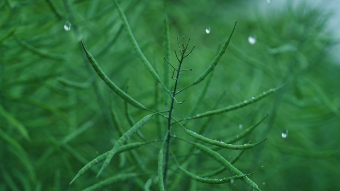 油菜籽成熟结果