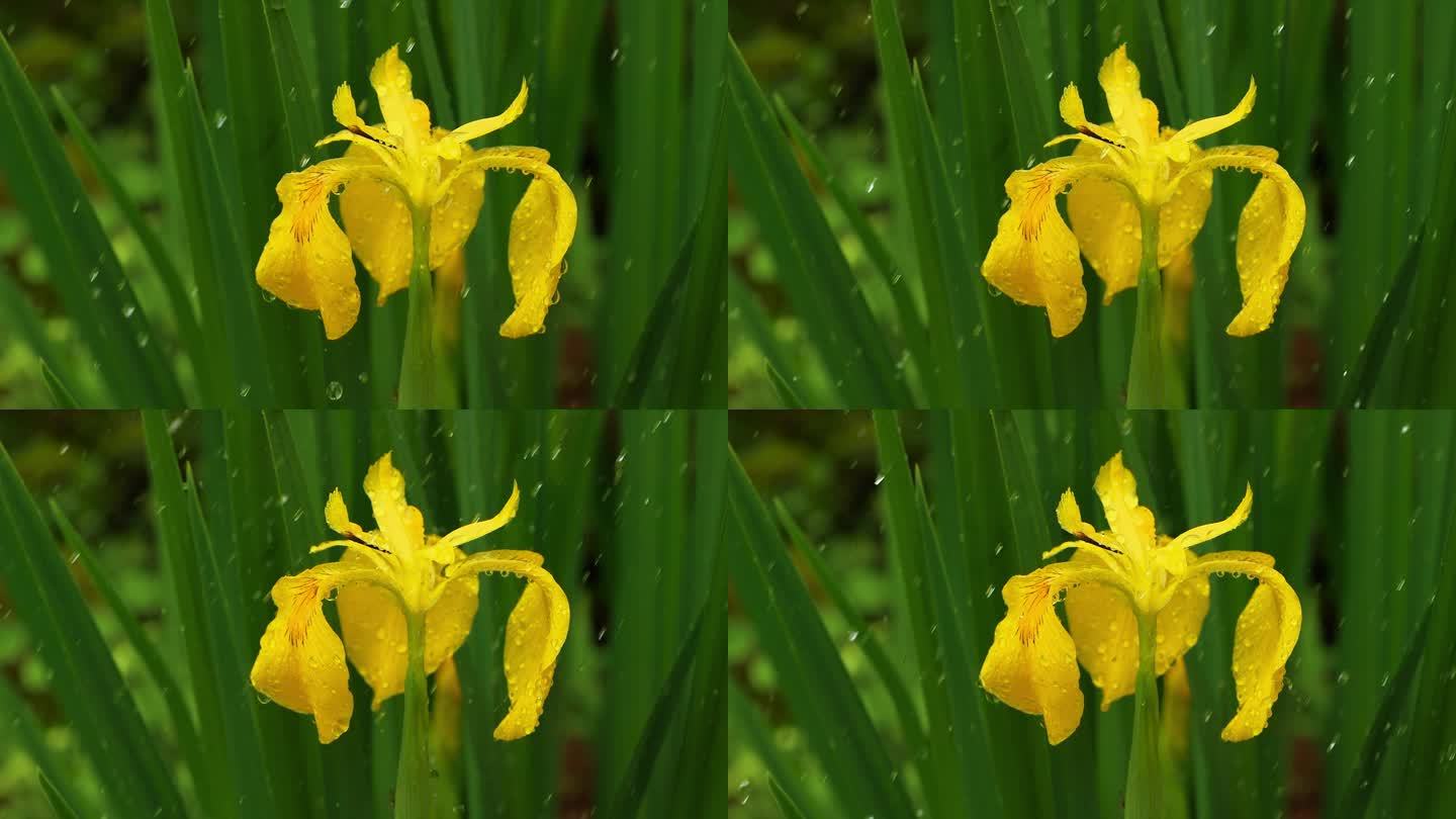 雨中鸢尾花