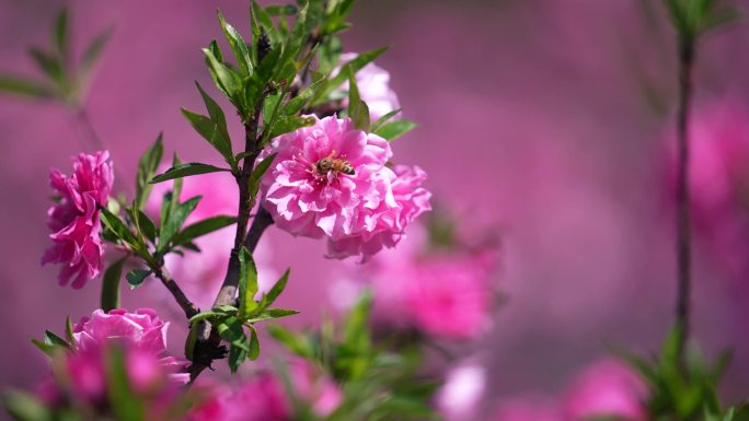 桃花 粉色桃花 微风 春风 春暖花开