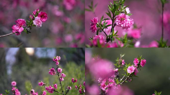 桃花 粉色桃花 微风 春风 春暖花开