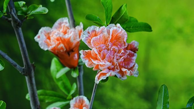 石榴 玛瑙石榴  延时摄影（5段）