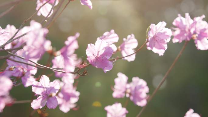 杜鹃花迎红杜鹃阳光下沈阳世博园