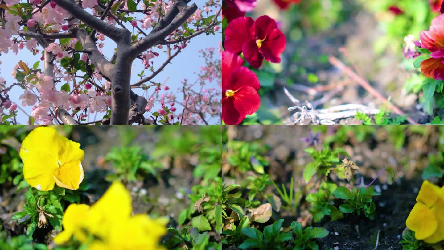 春天秋天樱花树枝叶植物草木特写风景视频素