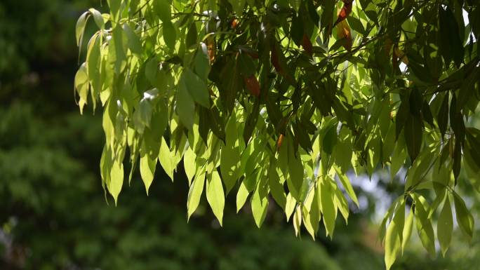 阳光树叶植物光影写意美好空镜绿色叶子夏天