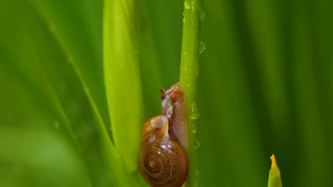 叶子上的蜗牛雨中蜗牛微距拍摄微生物自然