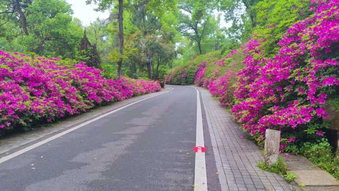 湖北武汉东湖磨山景区杜鹃花盛开