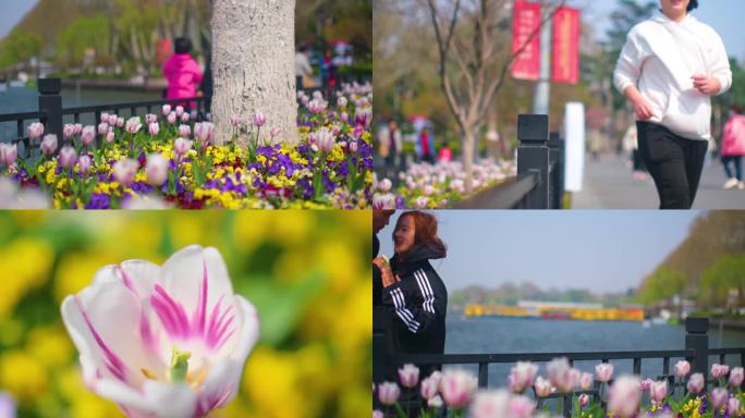 公园景区郁金香游客观赏花朵踏青人流风景视