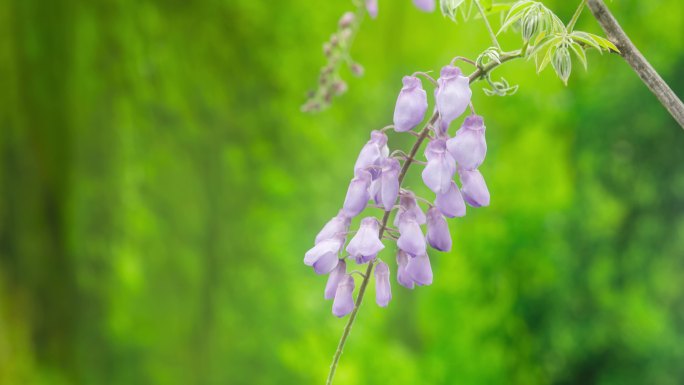 紫藤花 花开花落 花苞枯萎