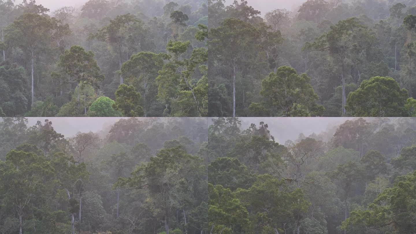 4K-Log-航拍云南热带雨林，望天树