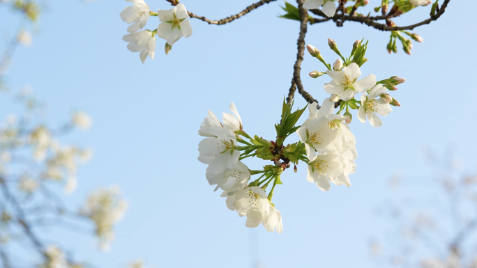 【4k合集】武汉东湖樱花园五重塔白色樱花