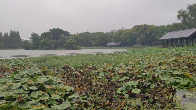 雨景，下雨，雨中荷花、池塘小溪7个场景