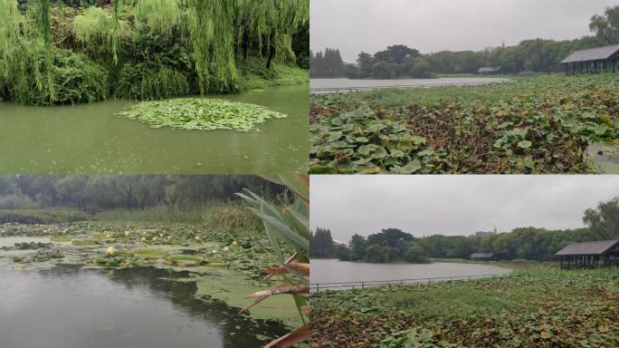 雨景，下雨，雨中荷花、池塘小溪7个场景