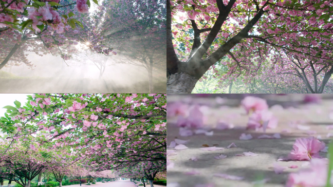 近景特写樱花树下航拍四月中国科技大学北门