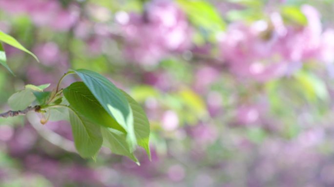 近景特写樱花树下航拍四月中国科技大学北门