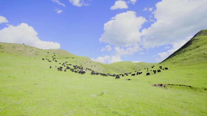 草原牧场 牛羊成群 青藏高原 蓝天白云