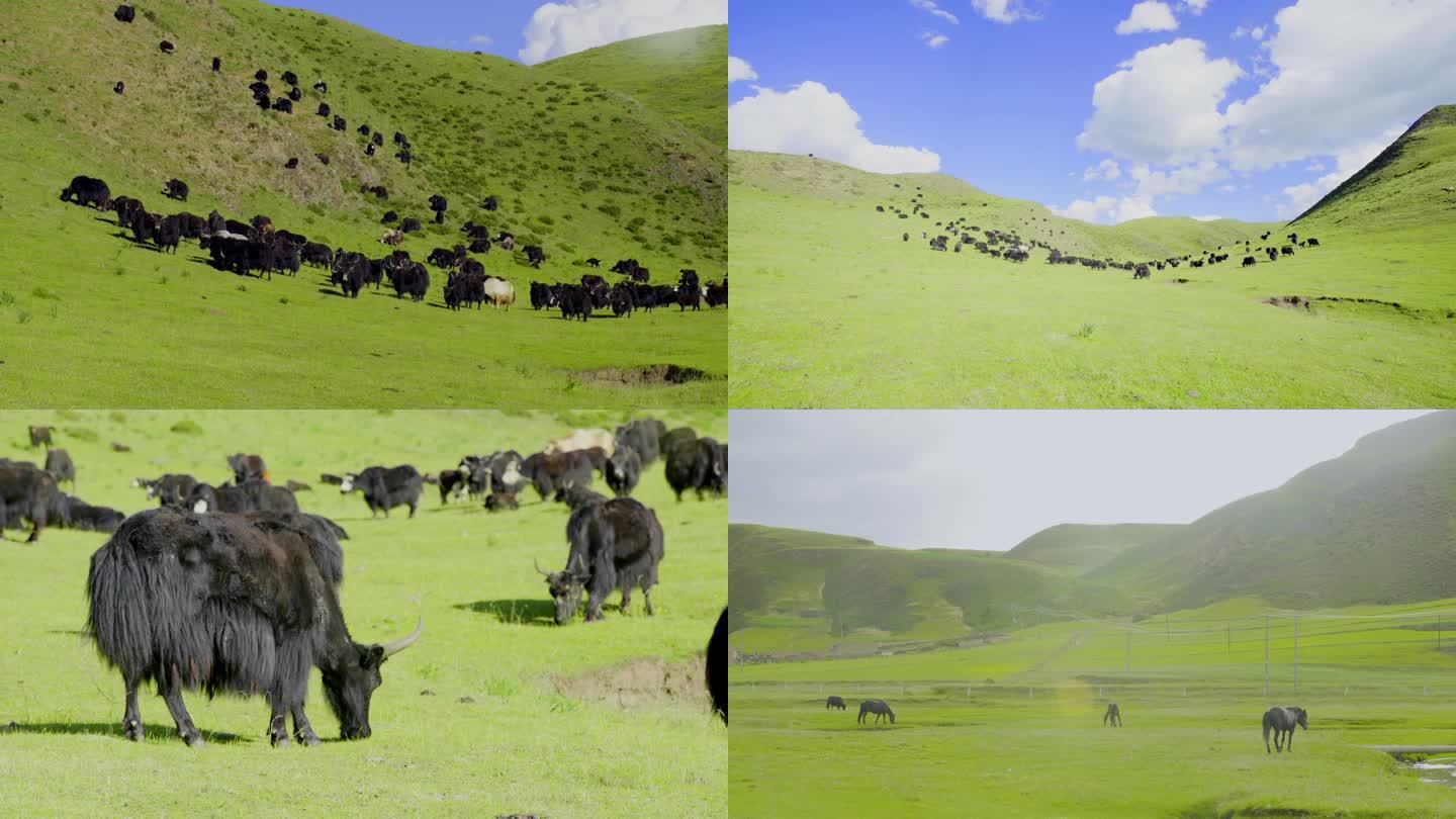 草原牧场 牛羊成群 青藏高原 蓝天白云