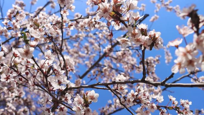 实拍桃花杏花海棠玉兰 春天氛围感风景空境