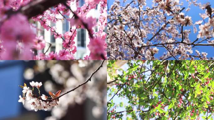 实拍桃花杏花海棠玉兰 春天氛围感风景空境