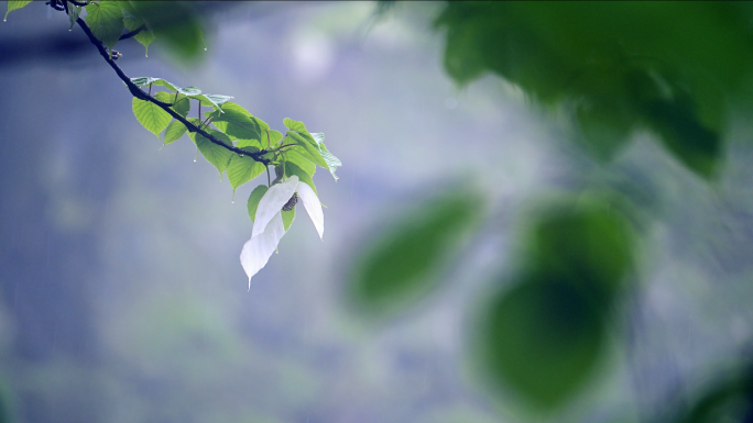 珍稀植物珙桐树开花鸽子花鸽子树