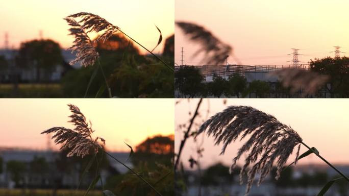 夕阳下的芦苇正在跳舞