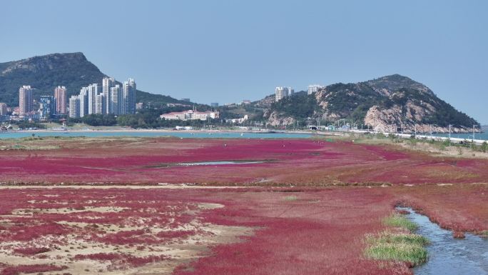 连云港红海滩 碱蓬草 14