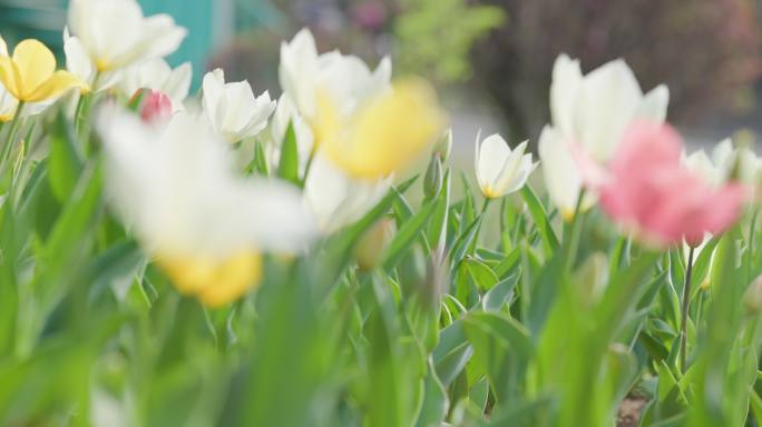 郁金香花园沈阳世博园郁金香合辑