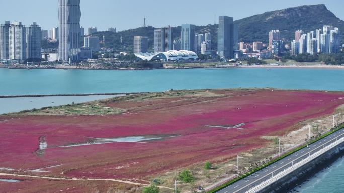 鸥鹭海边飞翔 红海滩 碱蓬草 24