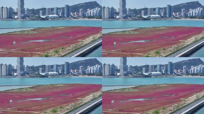 鸥鹭海边飞翔 红海滩 碱蓬草 24