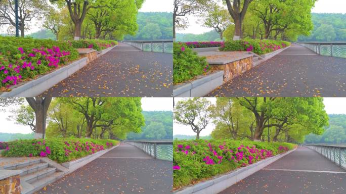 湖北武汉东湖磨山景区杜鹃花盛开