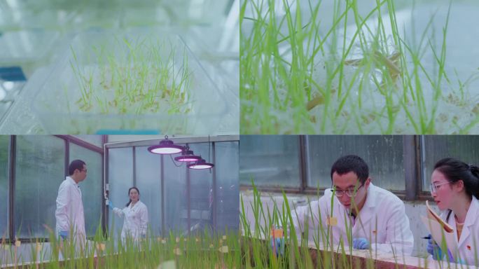实验室水稻秧苗育种基地