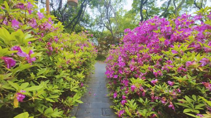 湖北武汉东湖磨山景区杜鹃花盛开