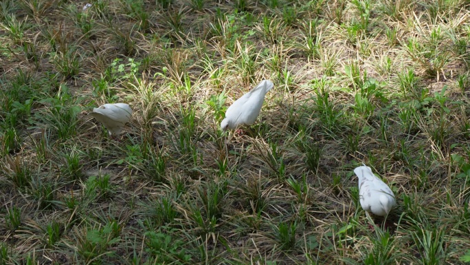 鸽子在草地上觅食行走和平