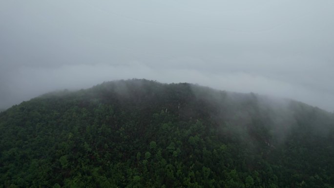 大山云海 树林云海