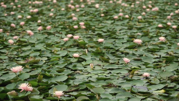 莲花 湖中的莲花荷花