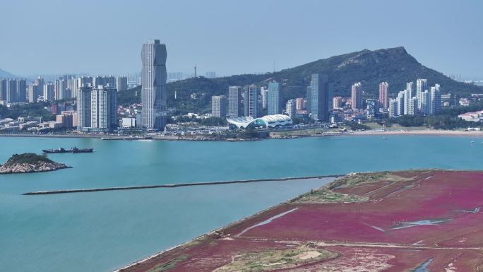 鸥鹭海边飞翔 红海滩 碱蓬草 21