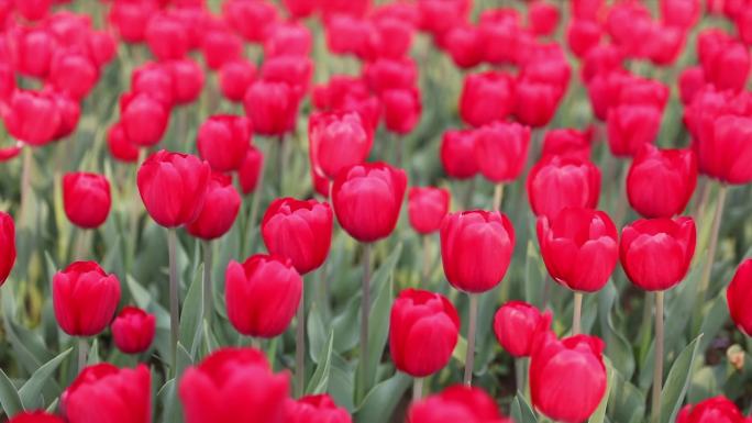 郁金香花海 赏花乡村振兴