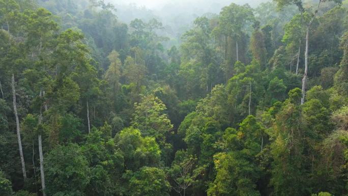 热带雨林原始森林丛林