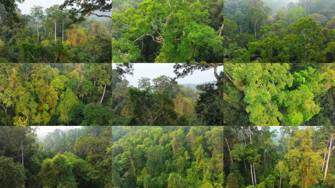 热带雨林原始森林丛林