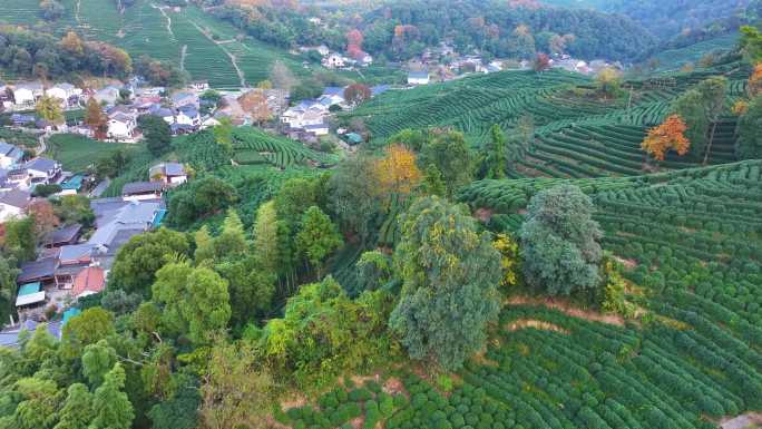 唯美杭州西湖龙井茶文化景区航拍茶园地茶叶