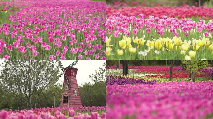 郁金香花 花海