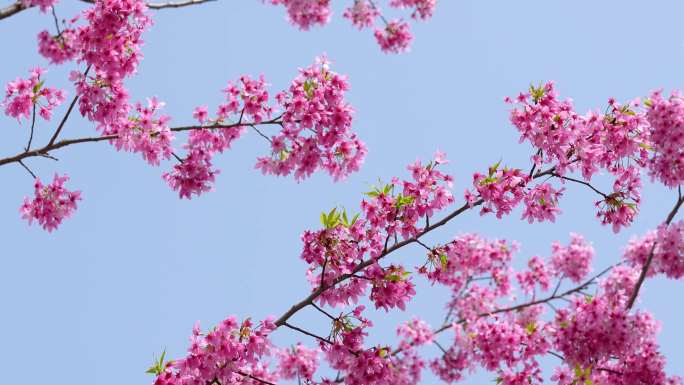 【镜头合集】武汉东湖樱花园粉色樱花